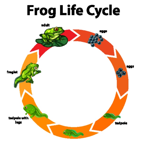 Diagrama Que Muestra El Ciclo De Vida De La Rana Stockphoto