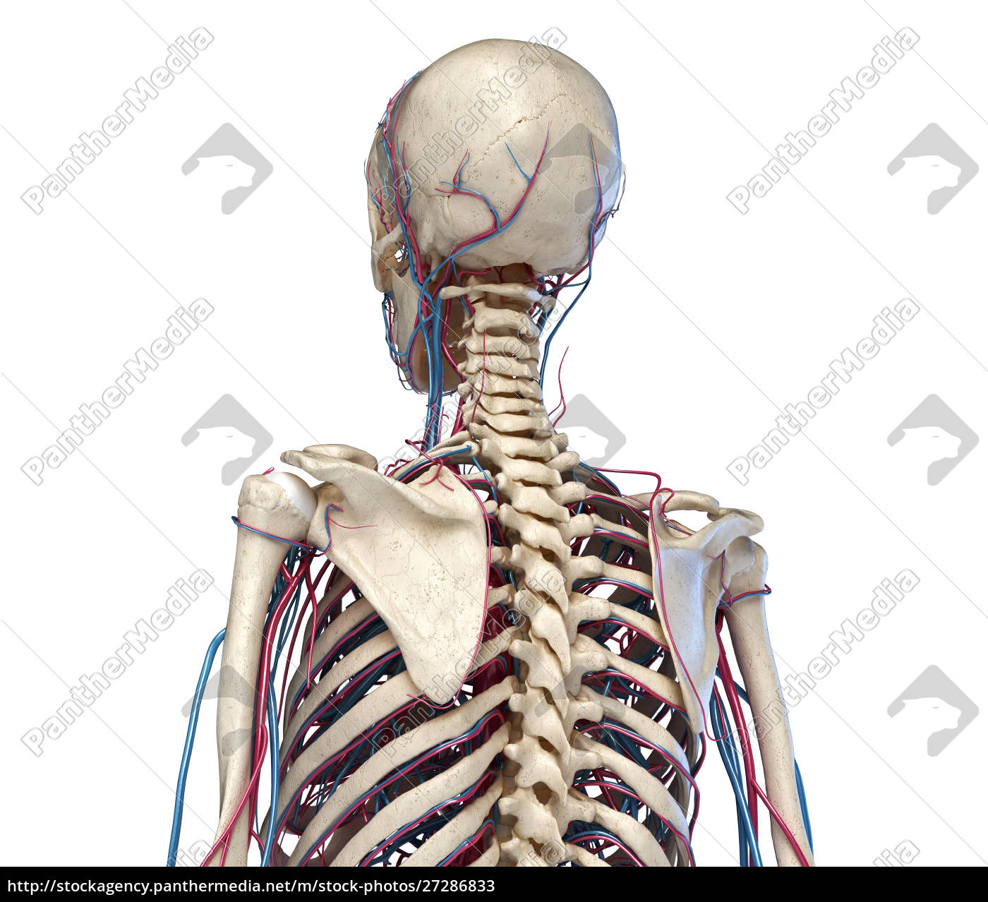 Anatom A Del Torso Humano Esqueleto Con Venas Y Stockphoto