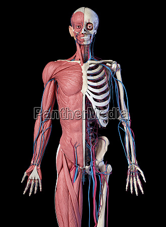 Esqueleto Humano De Cuerpo Con M Sculos Venas Y Stockphoto