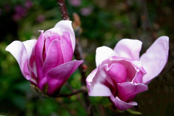 Magnolia liliflora Ricki 1 - Stockphoto #286155 | Agencia de stock  PantherMedia