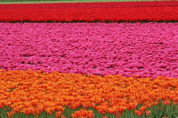 campo de tulipanes en wassenaar países bajos - Foto de archivo #458077 |  Agencia de stock PantherMedia