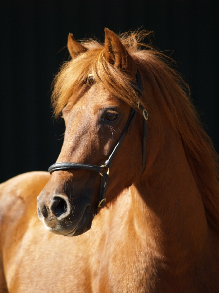 arbol arboles caballo retrato caballos poni