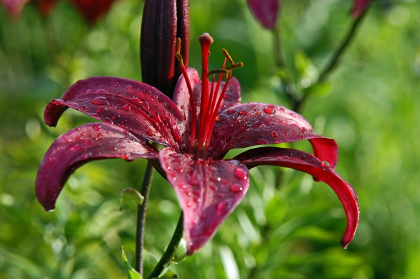 Flor de lirio con gotas de lluvia - Stockphoto #676120 | Agencia de stock  PantherMedia