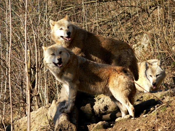 Pareja de lobos - Foto de archivo #1067195 | Agencia de stock PantherMedia