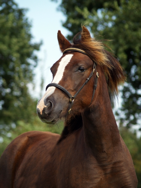 caballo retrato caballos poni semental caballo