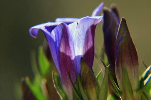 genciana japonesa gentiana scabra - Foto de archivo #1426165 | Agencia de  stock PantherMedia