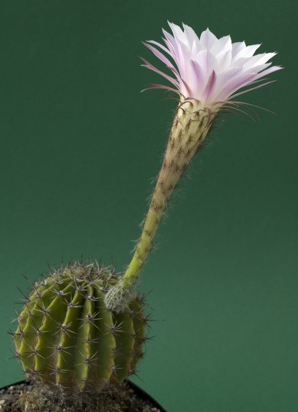 flor de color blanco-rosa de un cactus - Foto de archivo #1872223 | Agencia  de stock PantherMedia