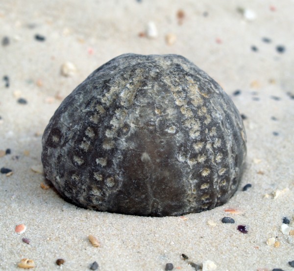 piedra estrella de mar fosil de