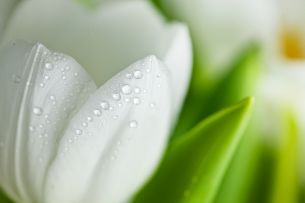 los tulipanes blancos con gotas de agua - Stockphoto #3021808 | Agencia de  stock PantherMedia