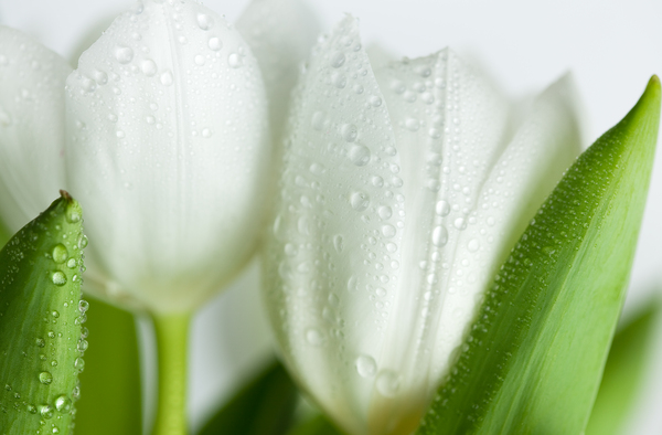 tulipanes blancos con gotas de agua - Stockphoto #3021806 | Agencia de  stock PantherMedia