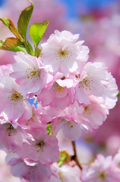 los cerezos en flor rosa - flor de cerezo 30 - Foto de archivo #3175207 |  Agencia de stock PantherMedia