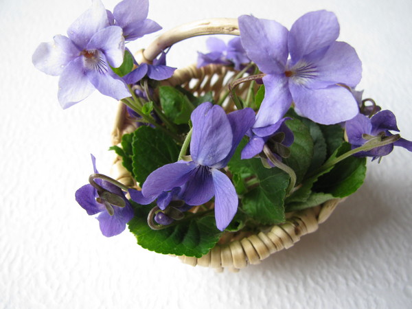 Violetas perfumadas recolectadas viola odorata - Foto de archivo #3224815 |  Agencia de stock PantherMedia