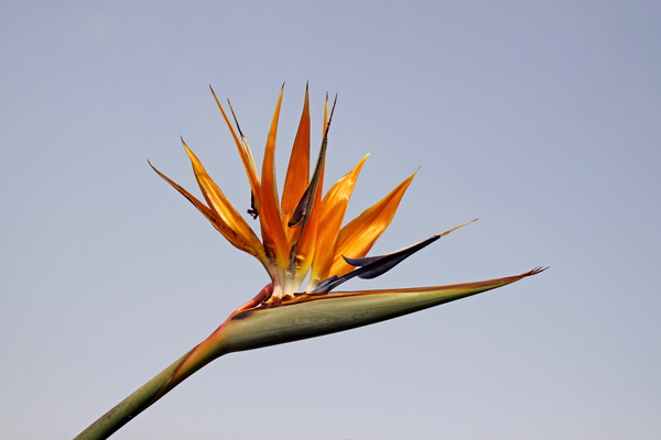 Strelitzia reginae Flor del Ave del Paraíso Strelitzie - Foto de archivo  #3302387 | Agencia de stock PantherMedia