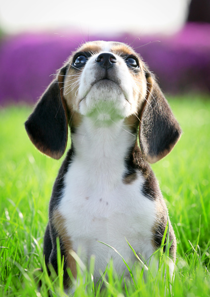 beagle en el parque. perro en campo de hierba. 8026046 Foto de stock en  Vecteezy