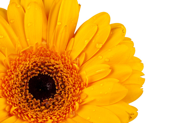 primer plano de una flor de gerbera amarilla - Foto de archivo #6265235 |  Agencia de stock PantherMedia