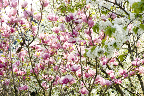 Flores de Magnolia rosa en una rama - Foto de archivo #6451919 | Agencia de  stock PantherMedia