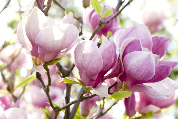Flores de Magnolia rosa en una rama - Foto de archivo #6451919 | Agencia de  stock PantherMedia