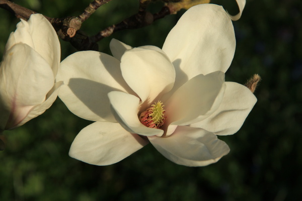 Flor de Magnolia - Foto de archivo #6528025 | Agencia de stock PantherMedia
