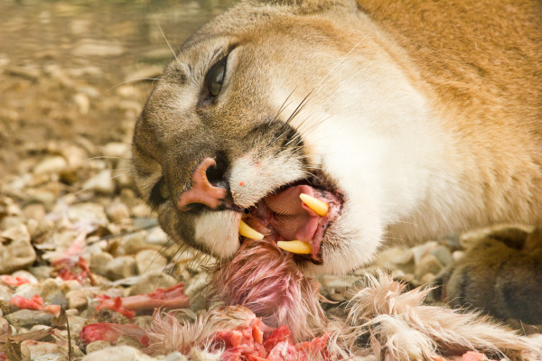eximir Incontable Tratamiento Puma comiendo - Stockphoto #6622341 | Agencia de stock PantherMedia