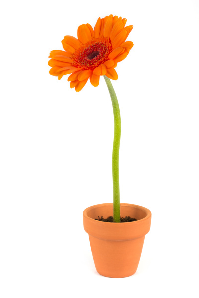Flor de gerbera naranja en una olla de terracota - Stockphoto #7649292 |  Agencia de stock PantherMedia