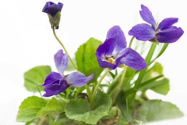 Violetas perfumadas Viola Odorata primer plano - Stockphoto #9066152 |  Agencia de stock PantherMedia