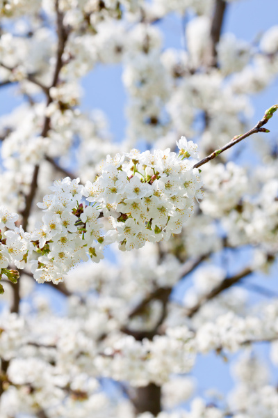 flores de cerezo blanco en un árbol de ramas con - Stockphoto #9291640 |  Agencia de stock PantherMedia