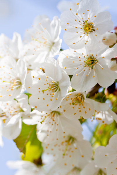 Flores de cerezo blanco en un árbol de ramas con - Stockphoto #9291648 |  Agencia de stock PantherMedia