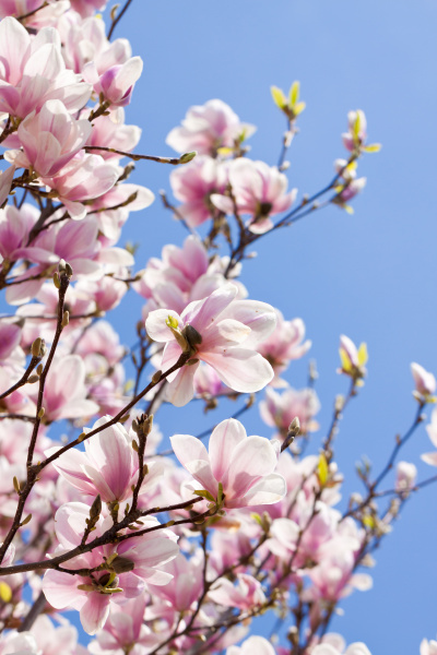 Magnolia árbol con flores rosas en primavera con - Stockphoto #9291588 |  Agencia de stock PantherMedia