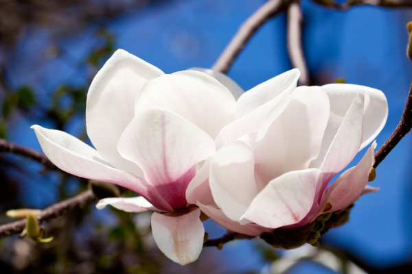 Magnolia árbol con flores rosas en primavera con - Stockphoto #9291594 |  Agencia de stock PantherMedia