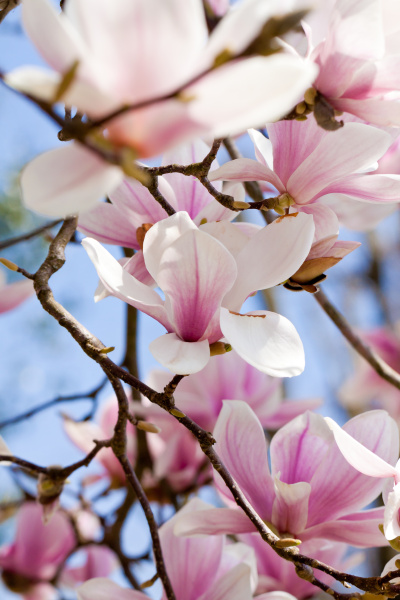 Magnolia árbol con flores rosas en primavera con - Stockphoto #9291602 |  Agencia de stock PantherMedia