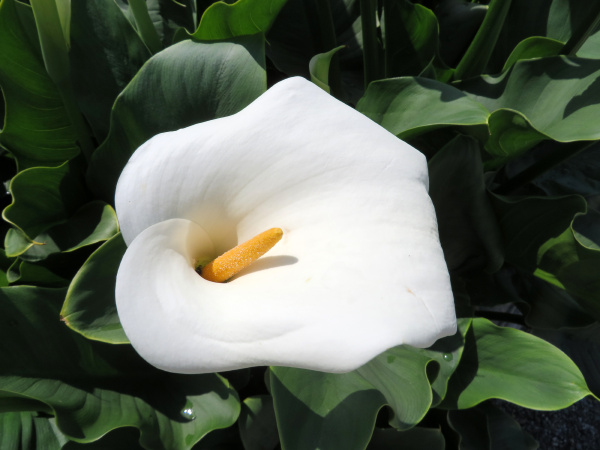 cala blanca - zantedeschia aethiopica childsiana - Stockphoto #9423580 |  Agencia de stock PantherMedia