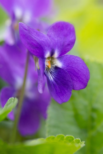 violetas perfumadas Viola odorata Violetas de marzo - Stockphoto #11118186  | Agencia de stock PantherMedia