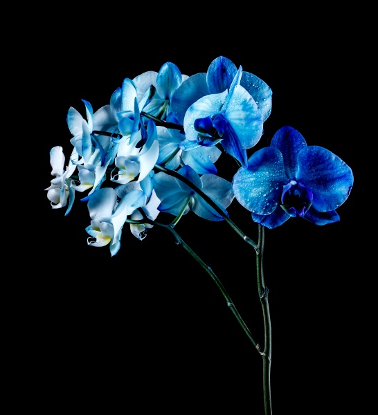 Orquídea azul - Foto de archivo #11800145 | Agencia de stock PantherMedia