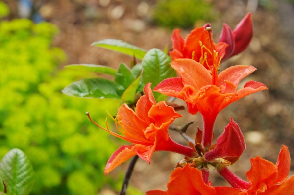 Azalea japonica stewartoniana- azalea japonica - Foto de archivo #15826873  | Agencia de stock PantherMedia