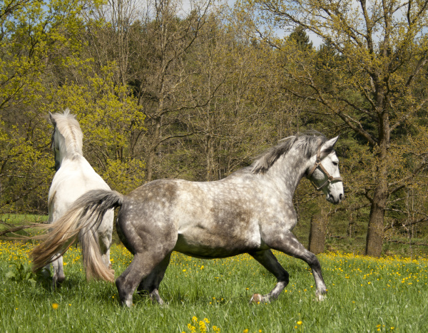 movimiento en movimiento caballo caballos galope