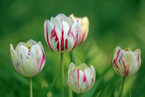 Cinco tulipanes - rojo blanco marmolado - Stockphoto #14072361 | Agencia de  stock PantherMedia