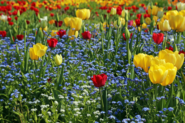 Tulipanes rojos y amarillos en medio de forget-me-not - Stockphoto  #14074257 | Agencia de stock PantherMedia