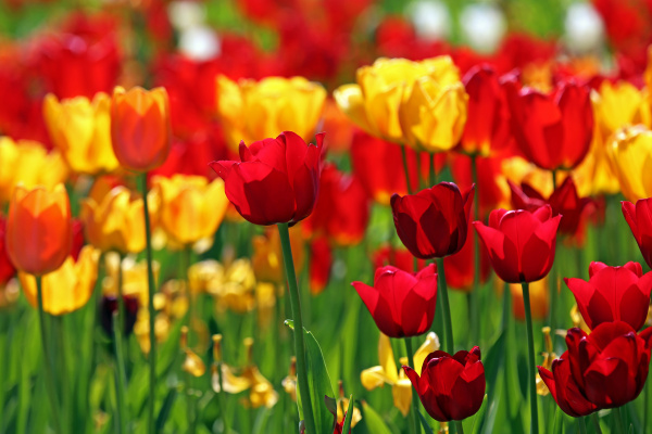 Tulipanes rojos y amarillos - Foto de archivo #14139761 | Agencia de stock  PantherMedia