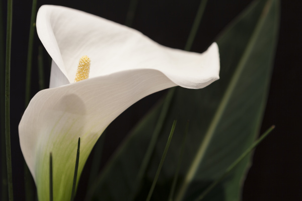 flor de lirio blanco con hierba verde - Foto de archivo #14360201 | Agencia  de stock PantherMedia