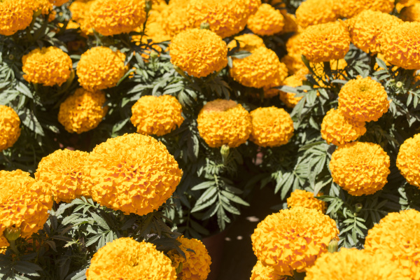 Caléndula naranja - Flor de Cempasuchil - Foto de archivo #14953835 |  Agencia de stock PantherMedia