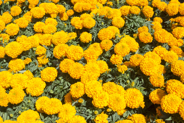 Caléndula Naranja - Flor de Cempasuchil - Foto de archivo #14953873 |  Agencia de stock PantherMedia