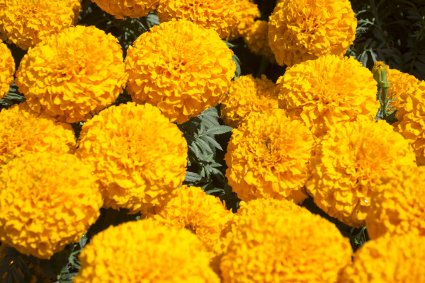 Caléndula naranja - Flor de Cempasuchil - Foto de archivo #14953835 |  Agencia de stock PantherMedia