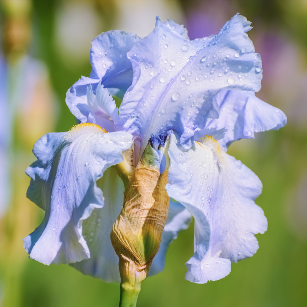 Una flor iris - Foto de archivo #15396223 | Agencia de stock PantherMedia