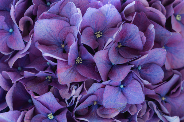 Hortensia púrpura - Foto de archivo #15436963 | Agencia de stock  PantherMedia