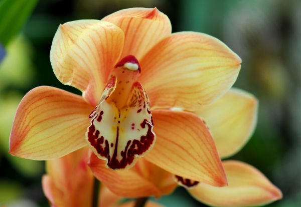 flor de orquídea cymbidium marrón blanco - Stockphoto #15666510 | Agencia  de stock PantherMedia