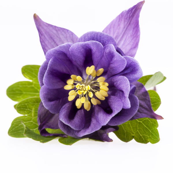 sola flor violeta de aquilegia vulgaris aislada sobre - Foto de archivo  #16154323 | Agencia de stock PantherMedia