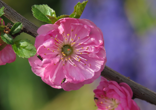 Flor de almendro rosa en la rama Prunus triloba Flor - Stockphoto #16647740  | Agencia de stock PantherMedia