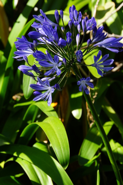 Lirio ornamental africano Agapanthus africanus - Stockphoto #16653726 |  Agencia de stock PantherMedia