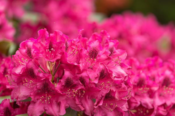 las azaleas rosas florecen con pequeñas hojas perennes - Stockphoto  #17769364 | Agencia de stock PantherMedia