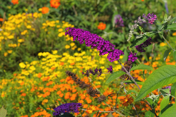 Lila de verano - arbusto de mariposa y coloridas - Stockphoto #18292028 |  Agencia de stock PantherMedia